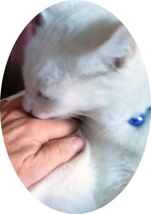 Nina Powers Massage Therapy Austin Texas Shamana